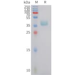 SDS-PAGE - Recombinant Human CXCR6 Protein (Fc Tag) (A324963) - Antibodies.com