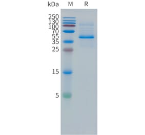 SDS-PAGE - Recombinant Human DLL3 Protein (Fc Tag) (A324966) - Antibodies.com