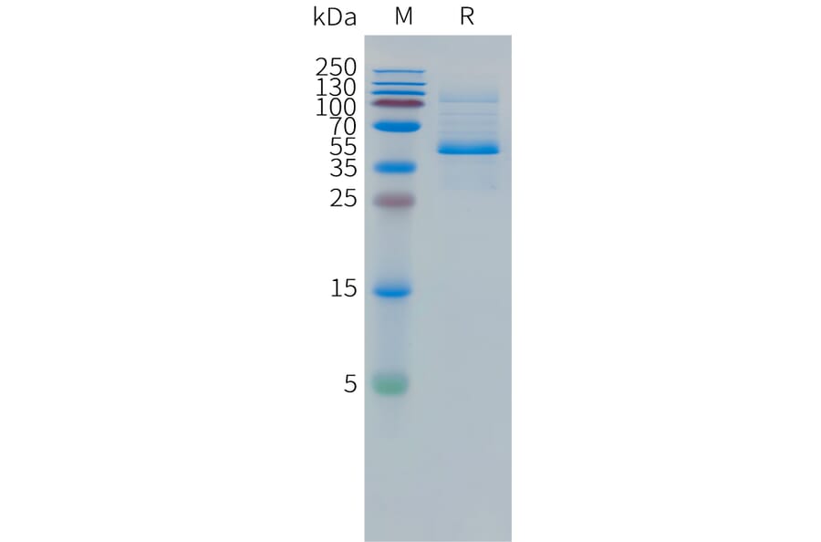 SDS-PAGE - Recombinant Human DLL3 Protein (Fc Tag) (A324966) - Antibodies.com