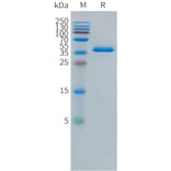 SDS-PAGE - Recombinant Human DLL3 Protein (Fc Tag) (A324967) - Antibodies.com