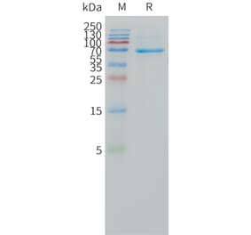 SDS-PAGE - Recombinant Human DLL3 Protein (Fc Tag) (A324968) - Antibodies.com
