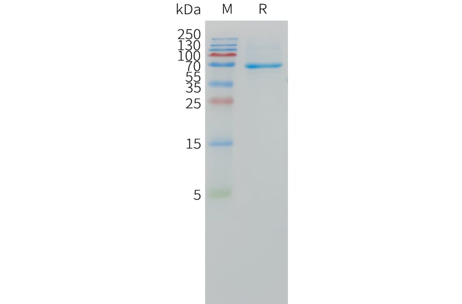 SDS-PAGE - Recombinant Human DLL3 Protein (Fc Tag) (A324968) - Antibodies.com