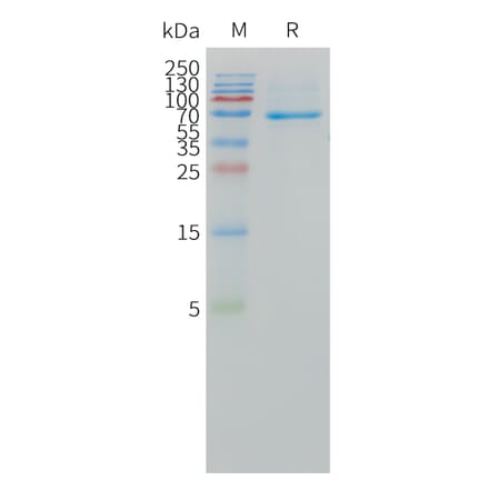 SDS-PAGE - Recombinant Human DLL3 Protein (Fc Tag) (A324968) - Antibodies.com