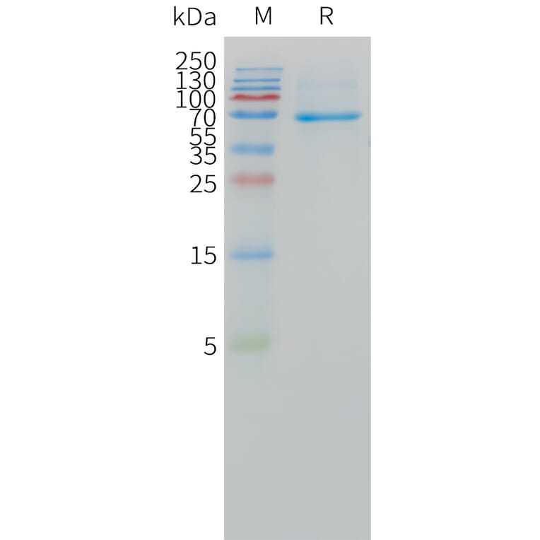 SDS-PAGE - Recombinant Human DLL3 Protein (Fc Tag) (A324968) - Antibodies.com