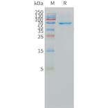 SDS-PAGE - Recombinant Human DLL3 Protein (Fc Tag) (A324968) - Antibodies.com