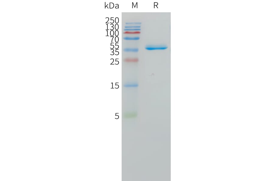 SDS-PAGE - Recombinant Human DLL3 Protein (Fc Tag) (A324969) - Antibodies.com