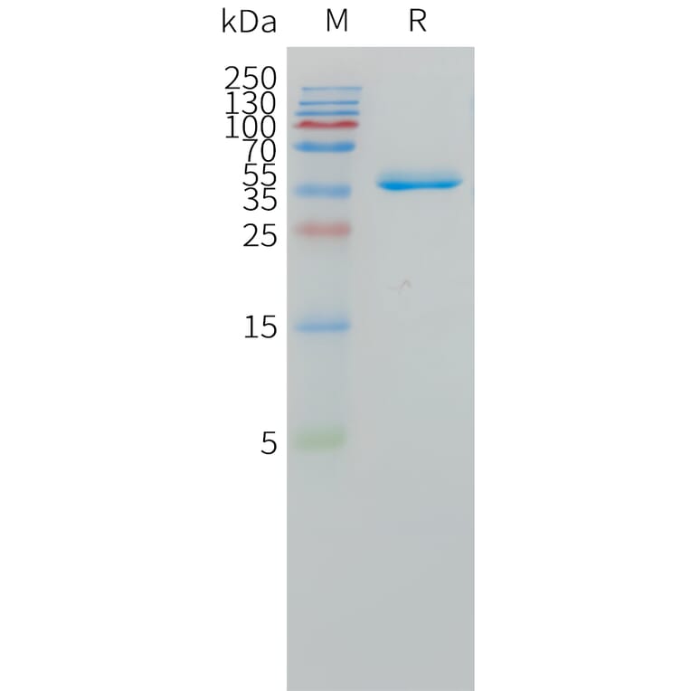SDS-PAGE - Recombinant Human DLL3 Protein (Fc Tag) (A324969) - Antibodies.com
