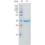 SDS-PAGE - Recombinant Human DLL3 Protein (Fc Tag) (A324970) - Antibodies.com