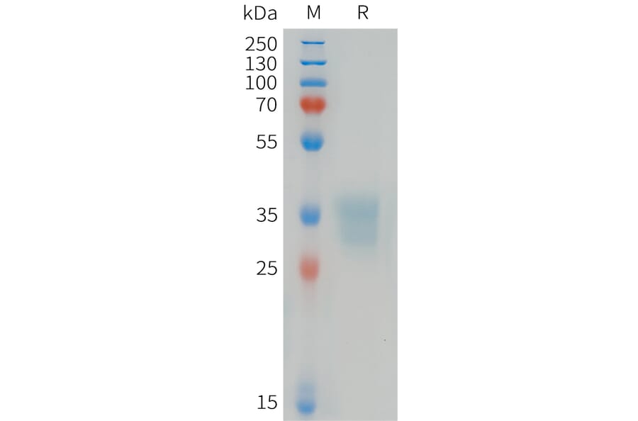SDS-PAGE - Recombinant Human Ephrin B1 Protein (6xHis Tag) (A324976) - Antibodies.com