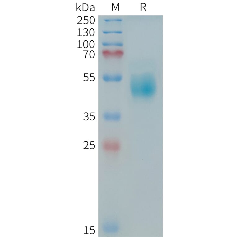 SDS-PAGE - Recombinant Human ErbB3/HER3 Protein (Fc Tag) (A324977) - Antibodies.com