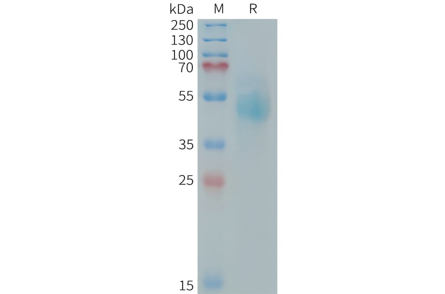 SDS-PAGE - Recombinant Human ErbB3/HER3 Protein (Fc Tag) (A324978) - Antibodies.com