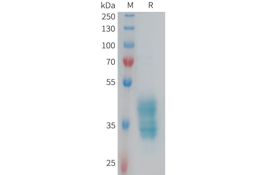 SDS-PAGE - Recombinant Human F2RL3 Protein (Fc Tag) (A324980) - Antibodies.com