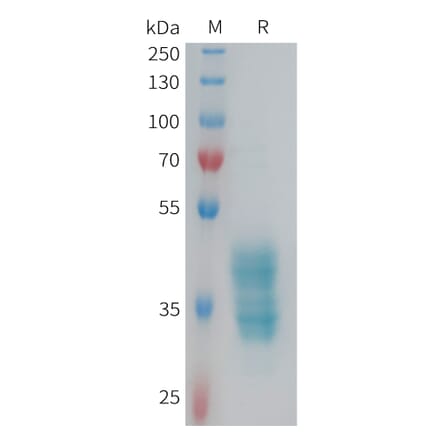 SDS-PAGE - Recombinant Human F2RL3 Protein (Fc Tag) (A324980) - Antibodies.com
