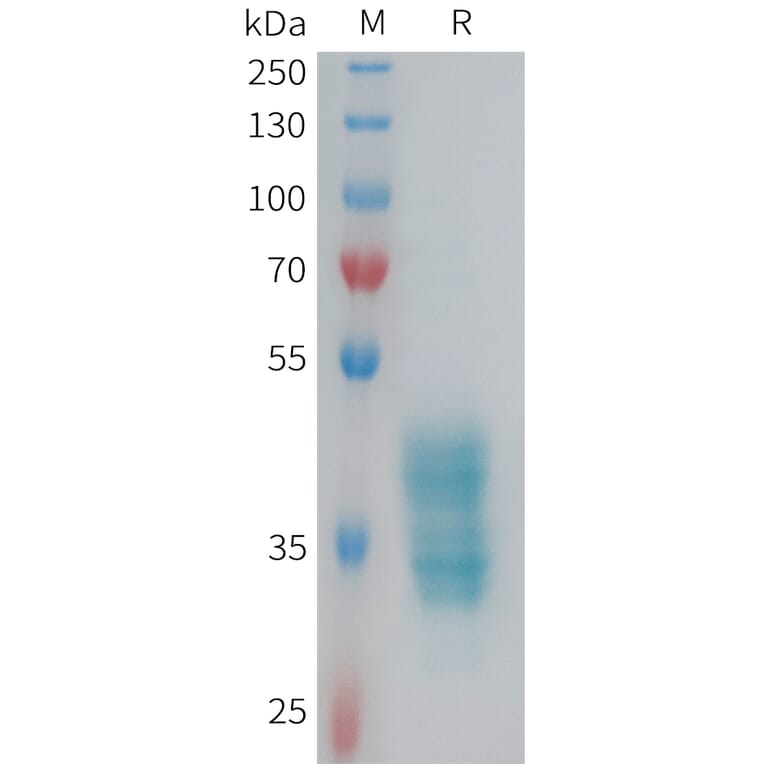SDS-PAGE - Recombinant Human F2RL3 Protein (Fc Tag) (A324980) - Antibodies.com