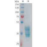 SDS-PAGE - Recombinant Human F2RL3 Protein (Fc Tag) (A324980) - Antibodies.com