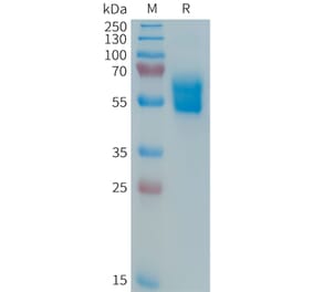 SDS-PAGE - Recombinant Human Fas Protein (Fc Tag) (A324985) - Antibodies.com