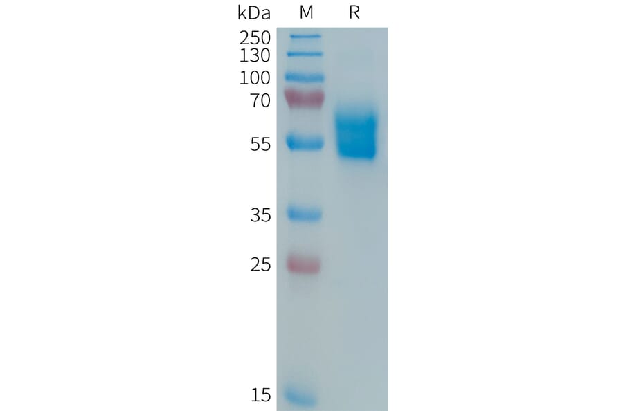 SDS-PAGE - Recombinant Human Fas Protein (Fc Tag) (A324985) - Antibodies.com