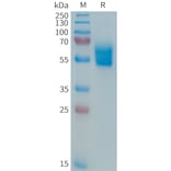 SDS-PAGE - Recombinant Human Fas Protein (Fc Tag) (A324985) - Antibodies.com