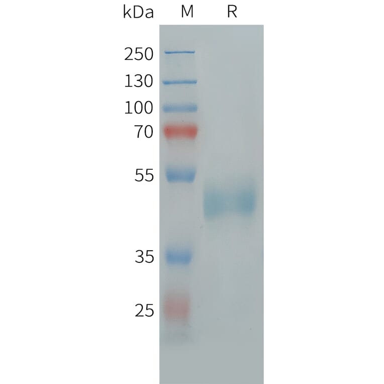 SDS-PAGE - Recombinant Human FSH beta Protein (Fc Tag) (A324995) - Antibodies.com