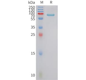 SDS-PAGE - Recombinant Human FSTL3 Protein (Fc Tag) (A324996) - Antibodies.com