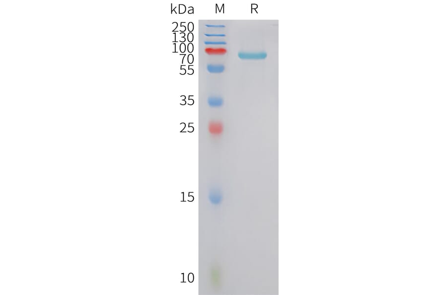 SDS-PAGE - Recombinant Human FSTL3 Protein (Fc Tag) (A324996) - Antibodies.com