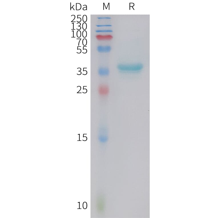 SDS-PAGE - Recombinant Human Galanin Protein (Fc Tag) (A324997) - Antibodies.com