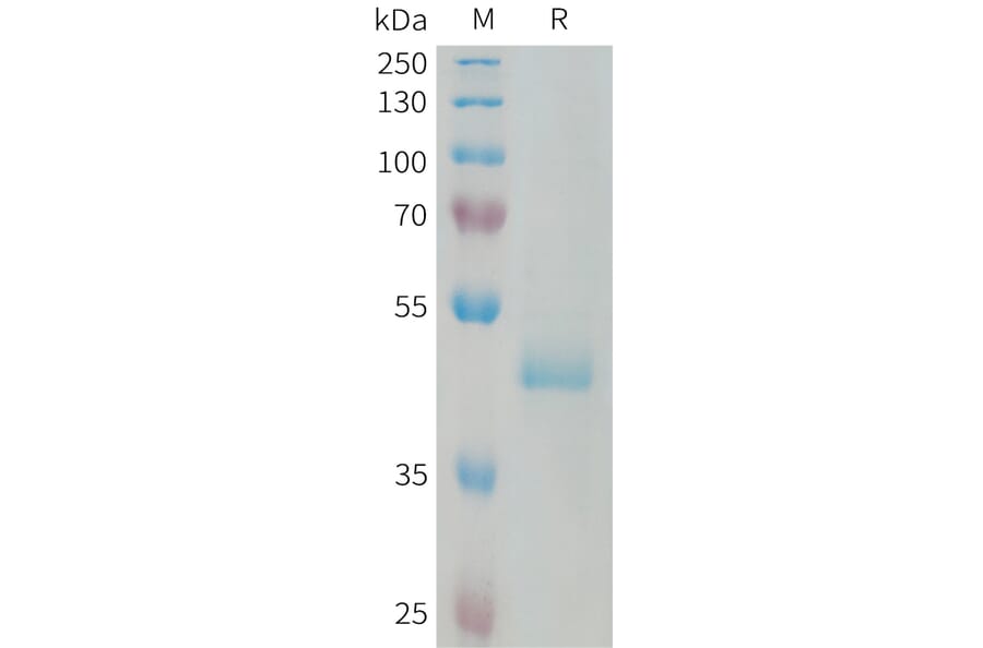 SDS-PAGE - Recombinant Human GCDFP 15 Protein (Fc Tag) (A324998) - Antibodies.com