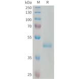 SDS-PAGE - Recombinant Human GCDFP 15 Protein (Fc Tag) (A324998) - Antibodies.com