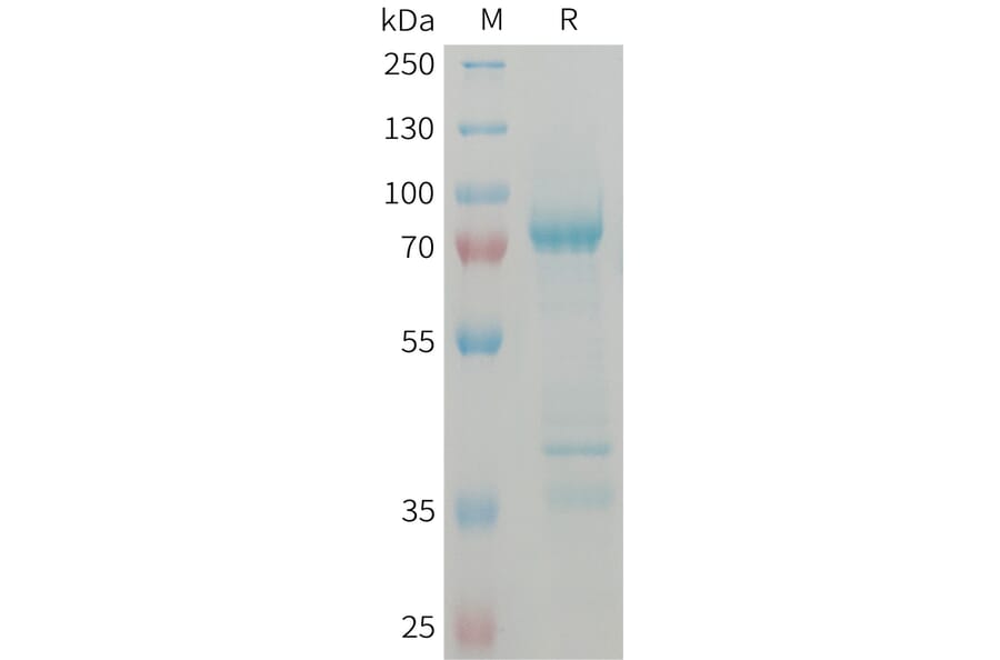 SDS-PAGE - Recombinant Human GDF8/Myostatin Protein (Fc Tag) (A324999) - Antibodies.com
