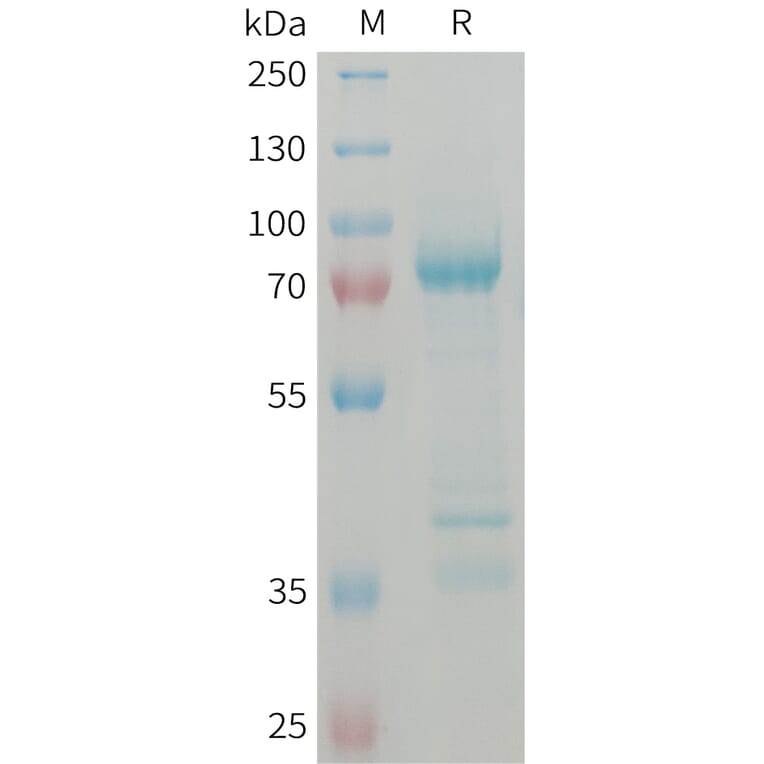 SDS-PAGE - Recombinant Human GDF8/Myostatin Protein (Fc Tag) (A324999) - Antibodies.com