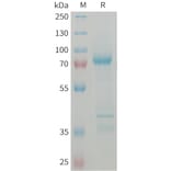 SDS-PAGE - Recombinant Human GDF8/Myostatin Protein (Fc Tag) (A324999) - Antibodies.com