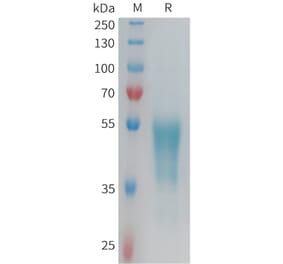 SDS-PAGE - Recombinant Human GPCR G2A Protein (Fc Tag) (A325002) - Antibodies.com