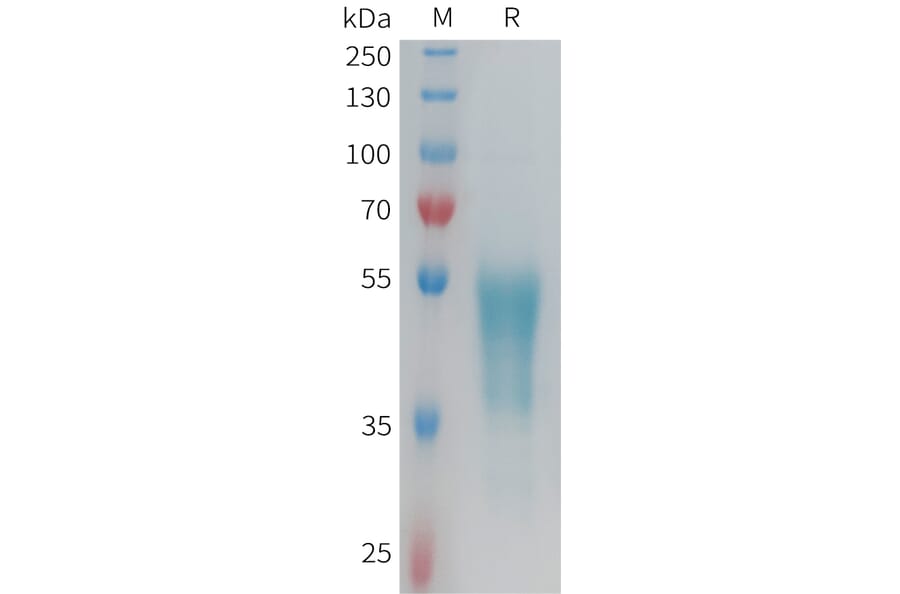 SDS-PAGE - Recombinant Human GPCR G2A Protein (Fc Tag) (A325002) - Antibodies.com