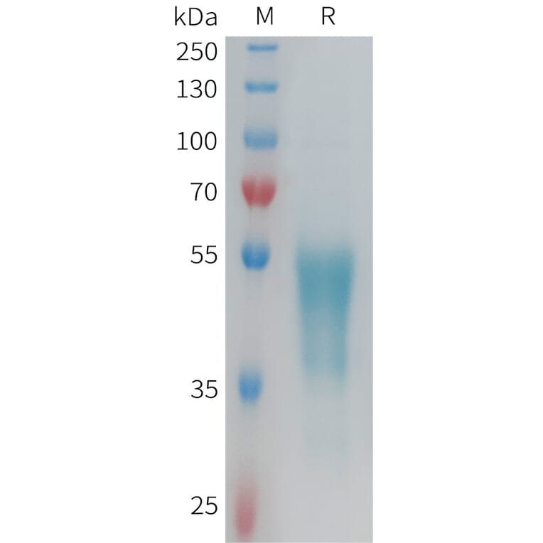 SDS-PAGE - Recombinant Human GPCR G2A Protein (Fc Tag) (A325002) - Antibodies.com