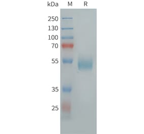 SDS-PAGE - Recombinant Human GPCR GPR14 Protein (Fc Tag) (A325003) - Antibodies.com