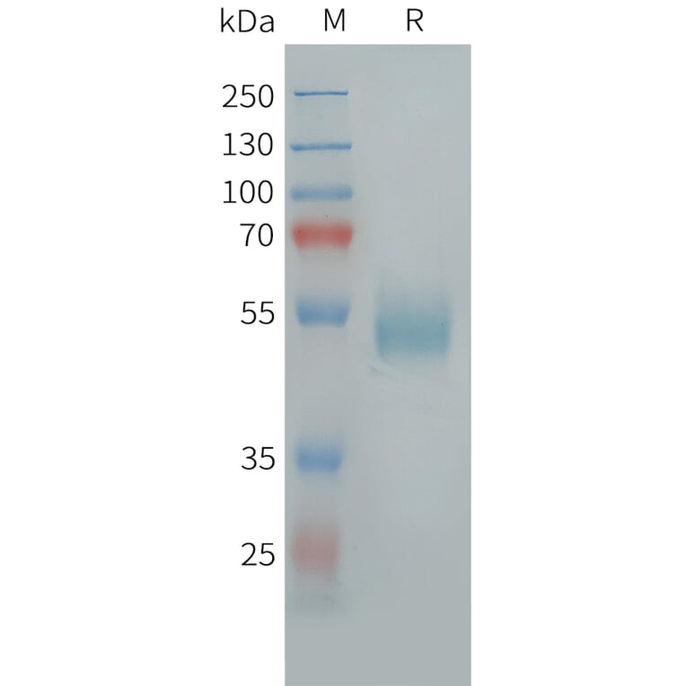 SDS-PAGE - Recombinant Human GPCR GPR14 Protein (Fc Tag) (A325003) - Antibodies.com