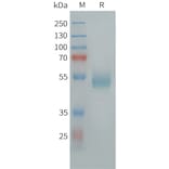 SDS-PAGE - Recombinant Human GPCR GPR14 Protein (Fc Tag) (A325003) - Antibodies.com