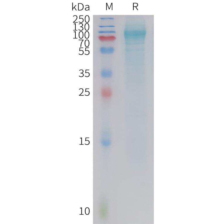SDS-PAGE - Recombinant Human GPR133 Protein (6xHis Tag) (A325004) - Antibodies.com