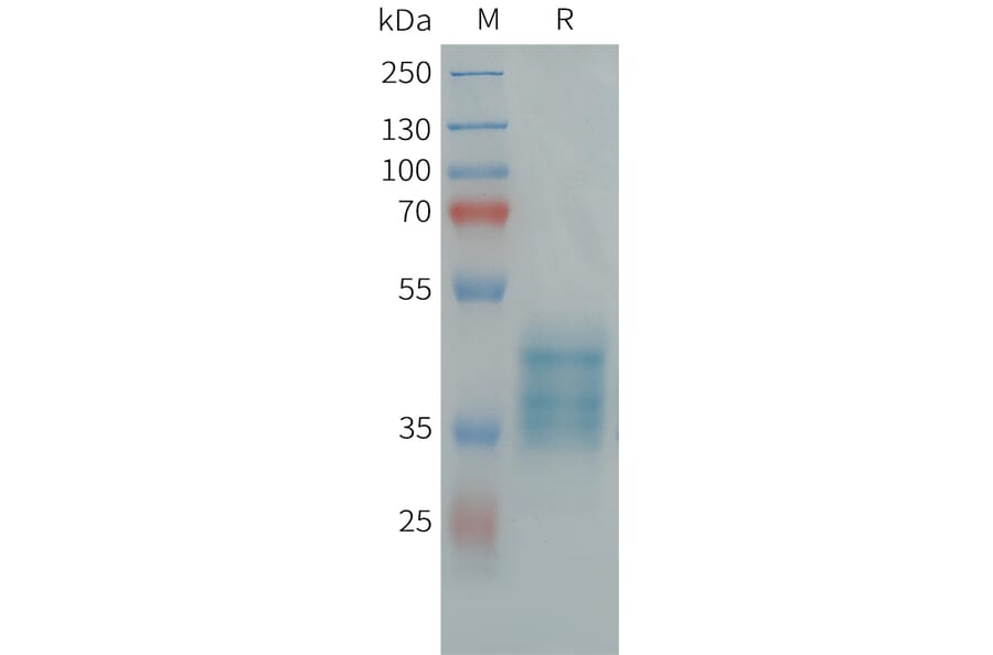 SDS-PAGE - Recombinant Human GPR84 Protein (Fc Tag) (A325005) - Antibodies.com