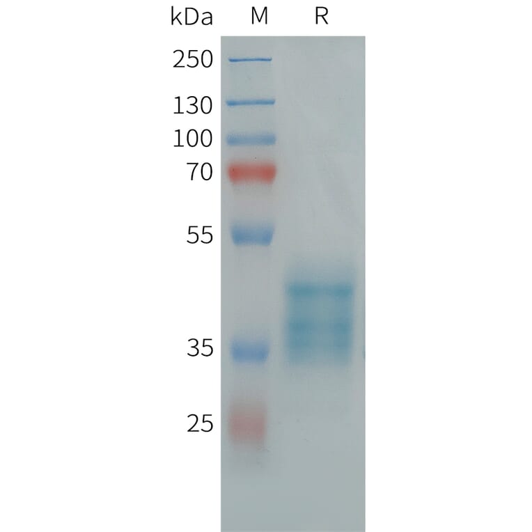 SDS-PAGE - Recombinant Human GPR84 Protein (Fc Tag) (A325005) - Antibodies.com