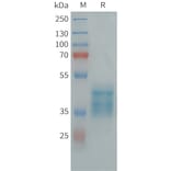 SDS-PAGE - Recombinant Human GPR84 Protein (Fc Tag) (A325005) - Antibodies.com