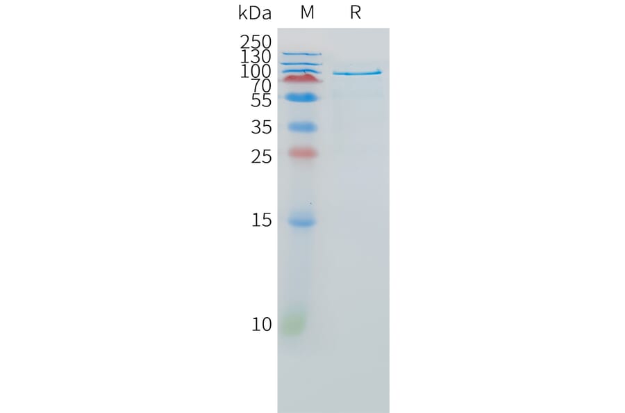 SDS-PAGE - Recombinant Human HGF Protein (Fc Tag) (A325006) - Antibodies.com