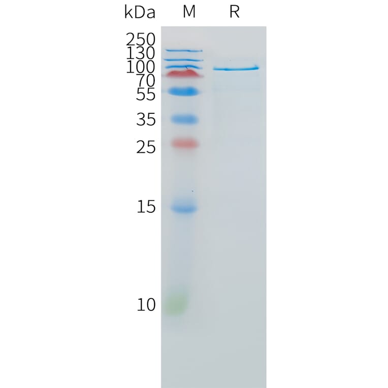 SDS-PAGE - Recombinant Human HGF Protein (Fc Tag) (A325006) - Antibodies.com