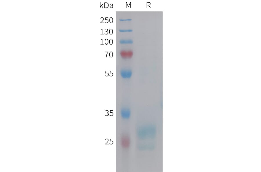 SDS-PAGE - Recombinant Human HMGB1 Protein (6xHis Tag) (A325007) - Antibodies.com