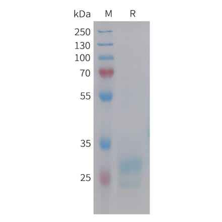 SDS-PAGE - Recombinant Human HMGB1 Protein (6xHis Tag) (A325007) - Antibodies.com