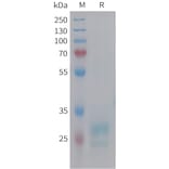 SDS-PAGE - Recombinant Human HMGB1 Protein (6xHis Tag) (A325007) - Antibodies.com