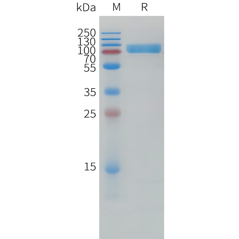 SDS-PAGE - Recombinant Human IL1 Receptor I/IL-1R-1 Protein (Fc Tag) (A325008) - Antibodies.com