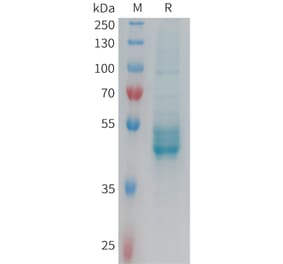 SDS-PAGE - Recombinant Human IL-25 Protein (Fc Tag) (A325009) - Antibodies.com