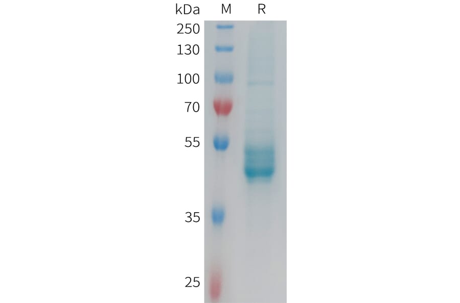SDS-PAGE - Recombinant Human IL-25 Protein (Fc Tag) (A325009) - Antibodies.com
