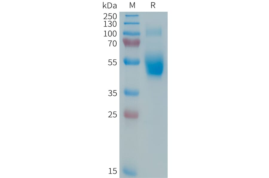 SDS-PAGE - Recombinant Human IL-3 Protein (Fc Tag) (A325010) - Antibodies.com